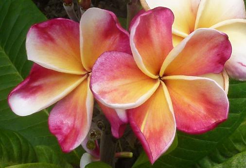 Plumeria rubra "Captivate" - 26cm Topf