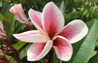 Plumeria rubra "Champagne Ice"