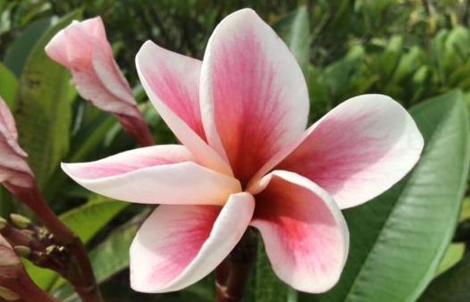 Plumeria rubra "Champagne Ice"