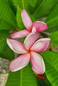 Plumeria rubra "Chantra Rose"