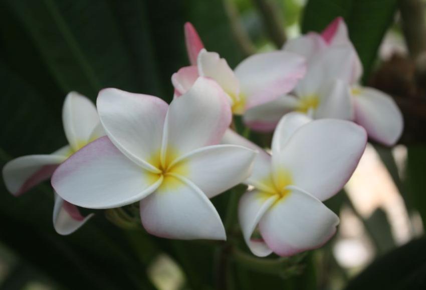 Plumeria rubra "CP Classic Pearl"