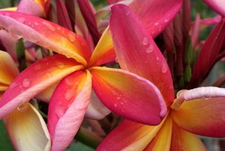 Plumeria rubra "Confetti"