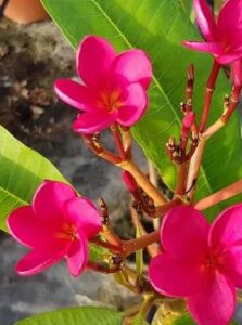 Plumeria rubra "Cuba #2"