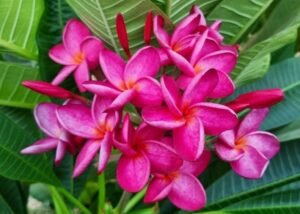 Plumeria rubra "Darunee Chompoo"