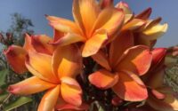 Plumeria rubra "Desert Orchid"