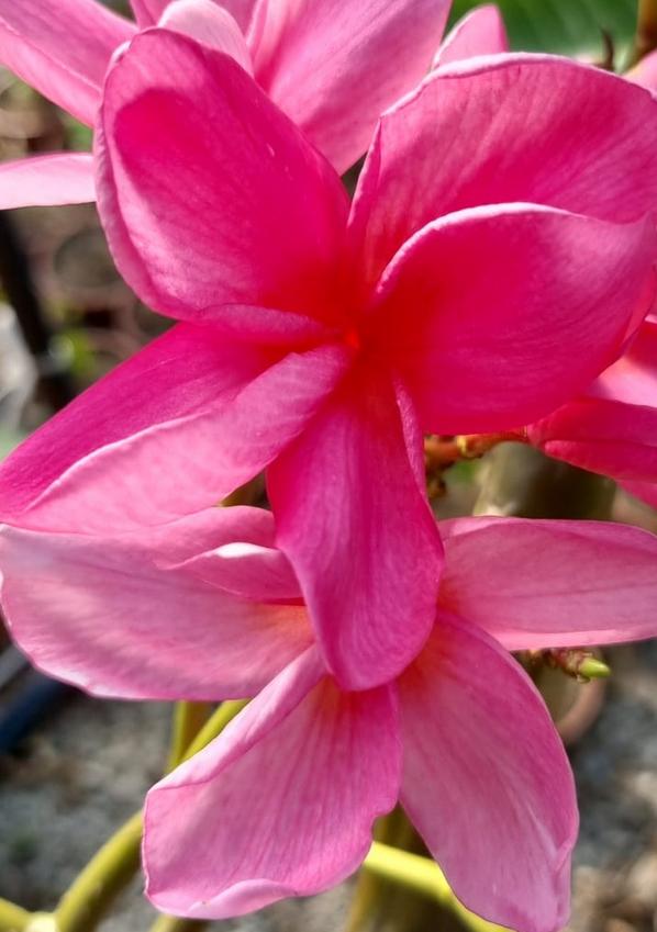 Plumeria rubra "CP Diva Rosa"