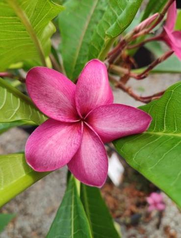 Plumeria rubra "Edelstein"
