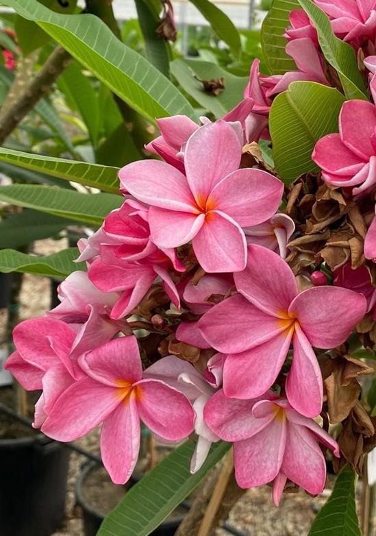 Plumeria rubra "CP Fifties Tone"