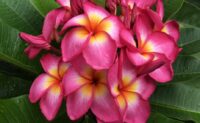 Plumeria rubra "Mars Moon"