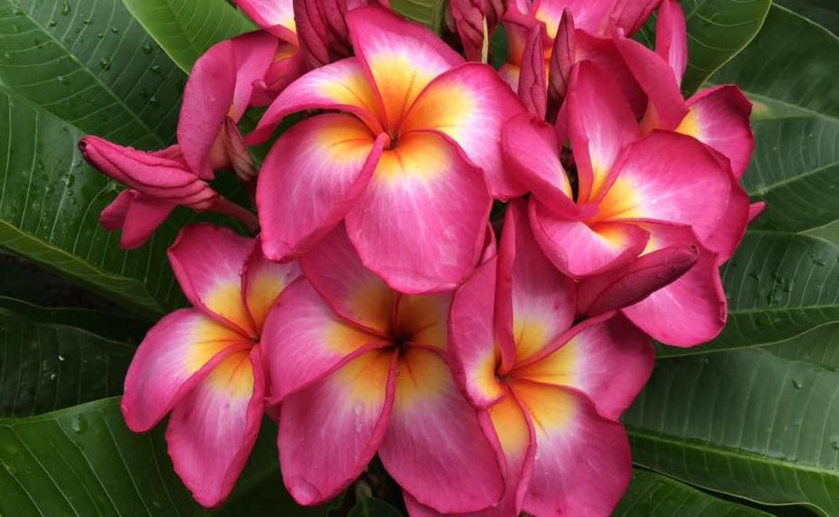 Plumeria rubra "Mars Moon"