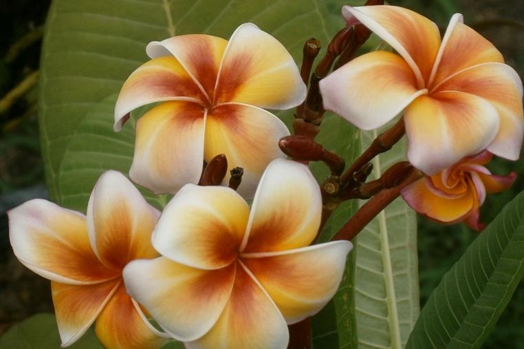 Plumeria rubra "Gammam" - 26cm Topf