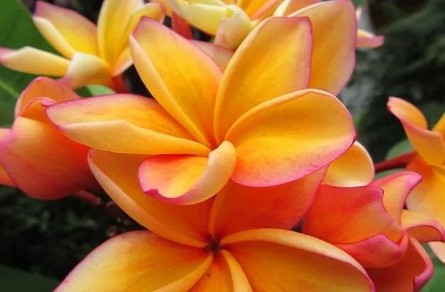 Plumeria rubra "Georgetown Orange"