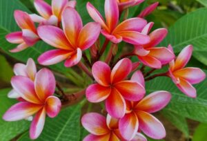 Plumeria rubra "Guillot Sunset"