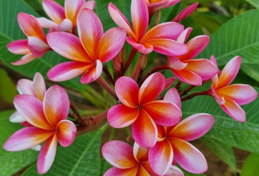 Plumeria rubra  "Guillot Sunset" - unbewurzelter Steckling