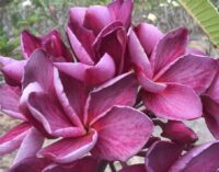 Plumeria rubra "Hazy Berry"