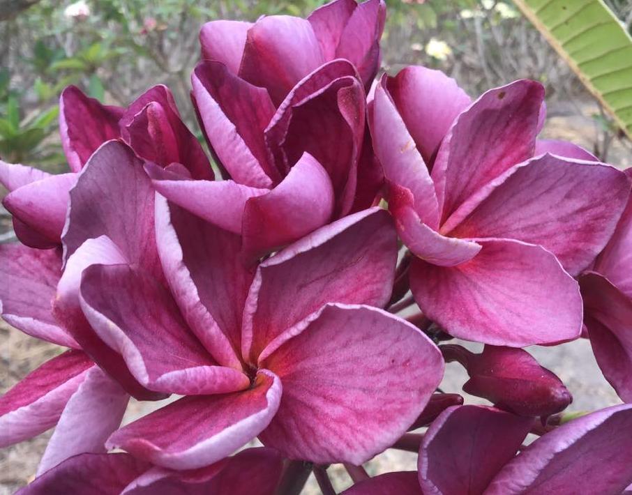 Plumeria rubra "Hazy Berry"