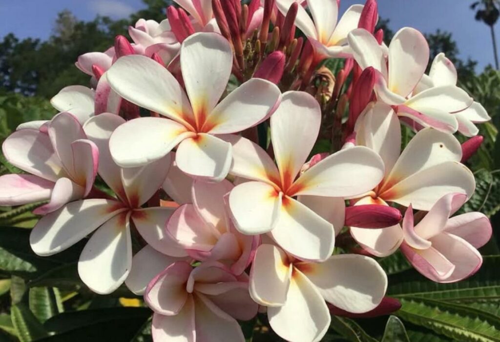 Plumeria rubra "Heart to Heart"