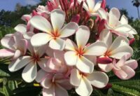 Plumeria rubra "Heart to Heart"