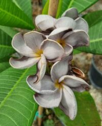 Plumeria rubra "Maryia"