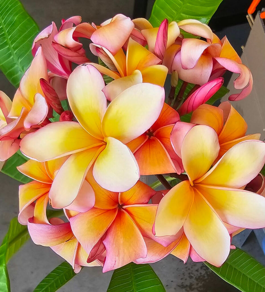 Plumeria rubra "JL Orange Ribbon"