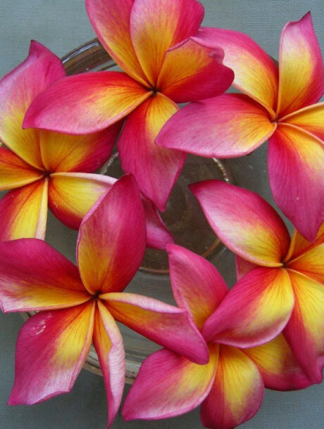 Plumeria rubra « Jeannie Moragne », racines nues