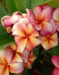 Plumeria rubra "Jewelry"
