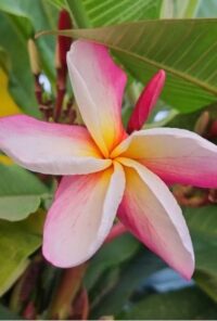 Plumeria rubra "CP Ketsara"