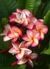 Plumeria rubra "CP Khao Pad"