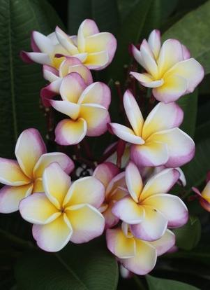 Plumeria rubra "Khao Yai Rainbow"
