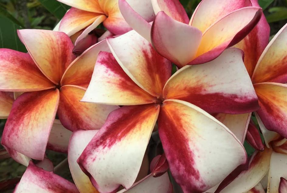 Plumeria rubra "Kilauea"