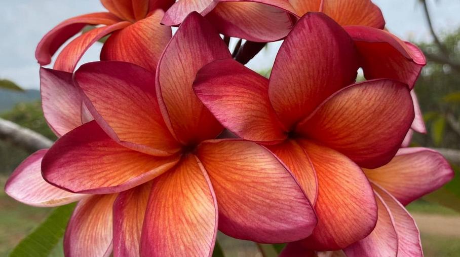 Plumeria rubra "Kimono"