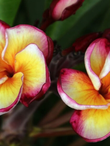 Plumeria rubra 'Meya' - bare-root