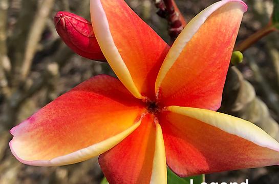 Plumeria rubra  "Legend" - unbewurzelter Steckling