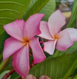 Plumeria rubra "Light Pink"
