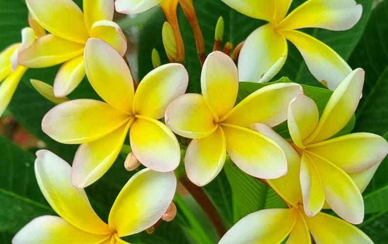 Plumeria rubra  "Maria Garofano" - unbewurzelter Steckling