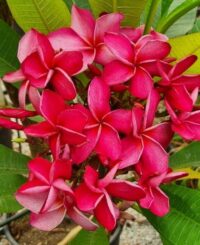 Plumeria rubra "Mary Moragne"