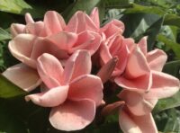 Plumeria rubra "Maryia"
