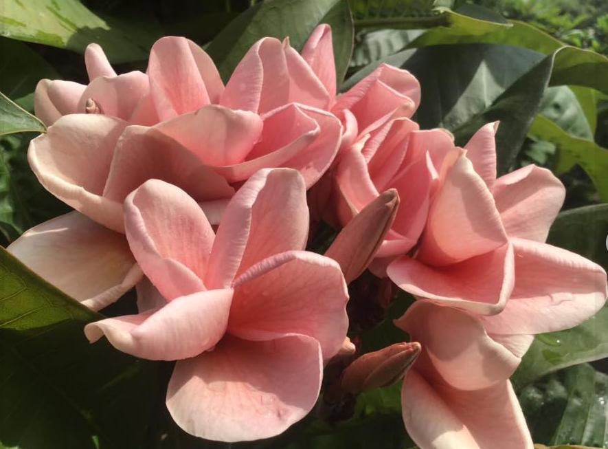 Plumeria rubra 'Black Pagoda'
