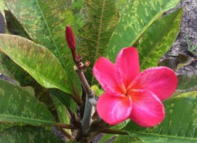 Plumeria rubra "Maya Red"