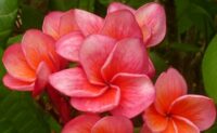 Plumeria rubra "Messina"