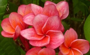 Plumeria rubra "Messina"