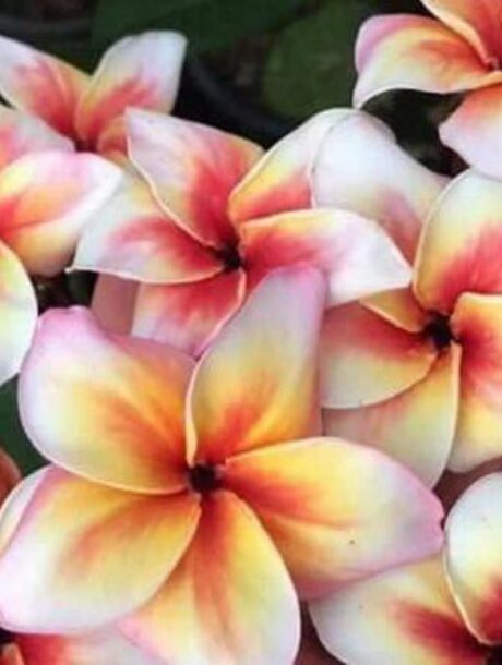 Plumeria rubra « Meya » – racines nues