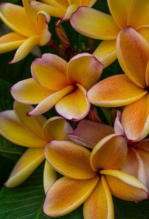 Plumeria rubra "Mimo Fav"