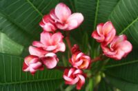 Plumeria rubra "CP Nebula"