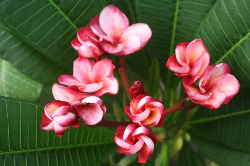 Plumeria rubra "CP Nebula"