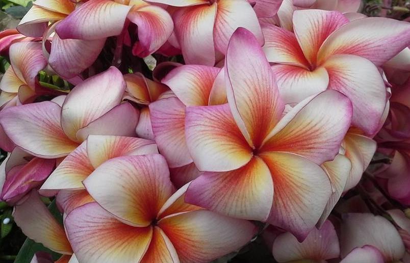 Plumeria rubra "Nui's Secret"