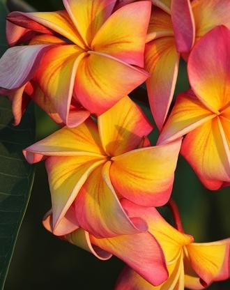 Plumeria rubra "Oriental Combination"