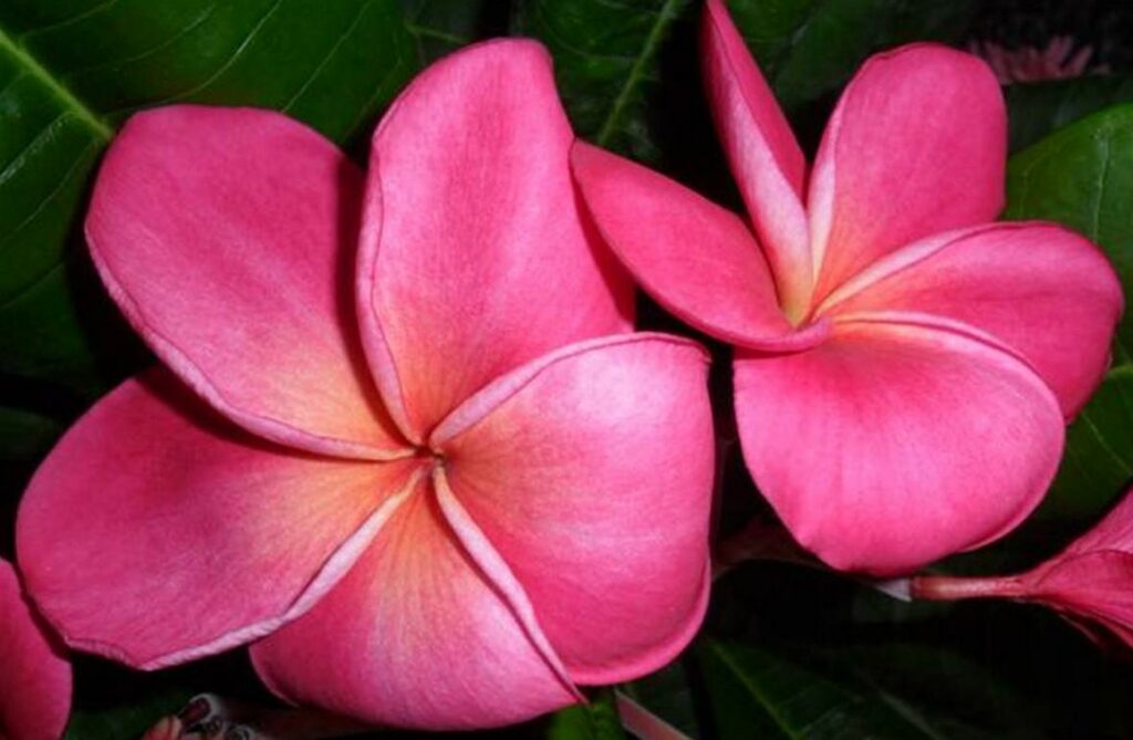 Plumeria rubra  "Panitta's Red" - unbewurzelter Steckling