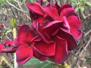 Plumeria rubra "Passion Of Nui"