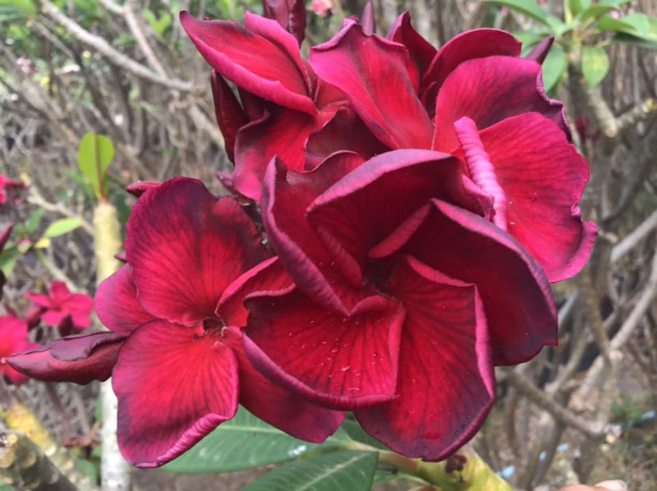 Plumeria rubra  "Passion of Nui" - unbewurzelter Steckling